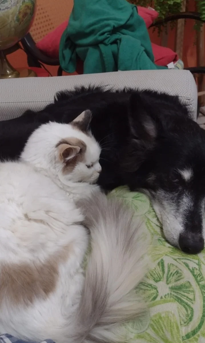 Gato branco felpudo dormindo encolhido encostado na cabeça de cadela preta deitada sobre almofada verde estampada.