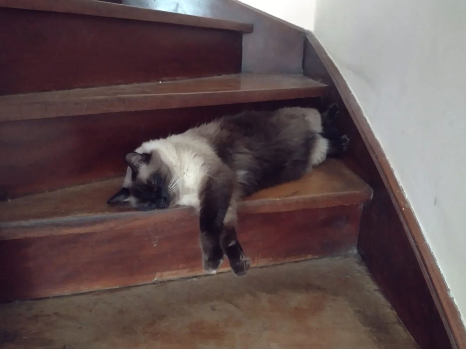 Gato siamês dormindo esticado sobre o degrau de madeira de uma escada, com as patas dianteiras penduradas para fora.