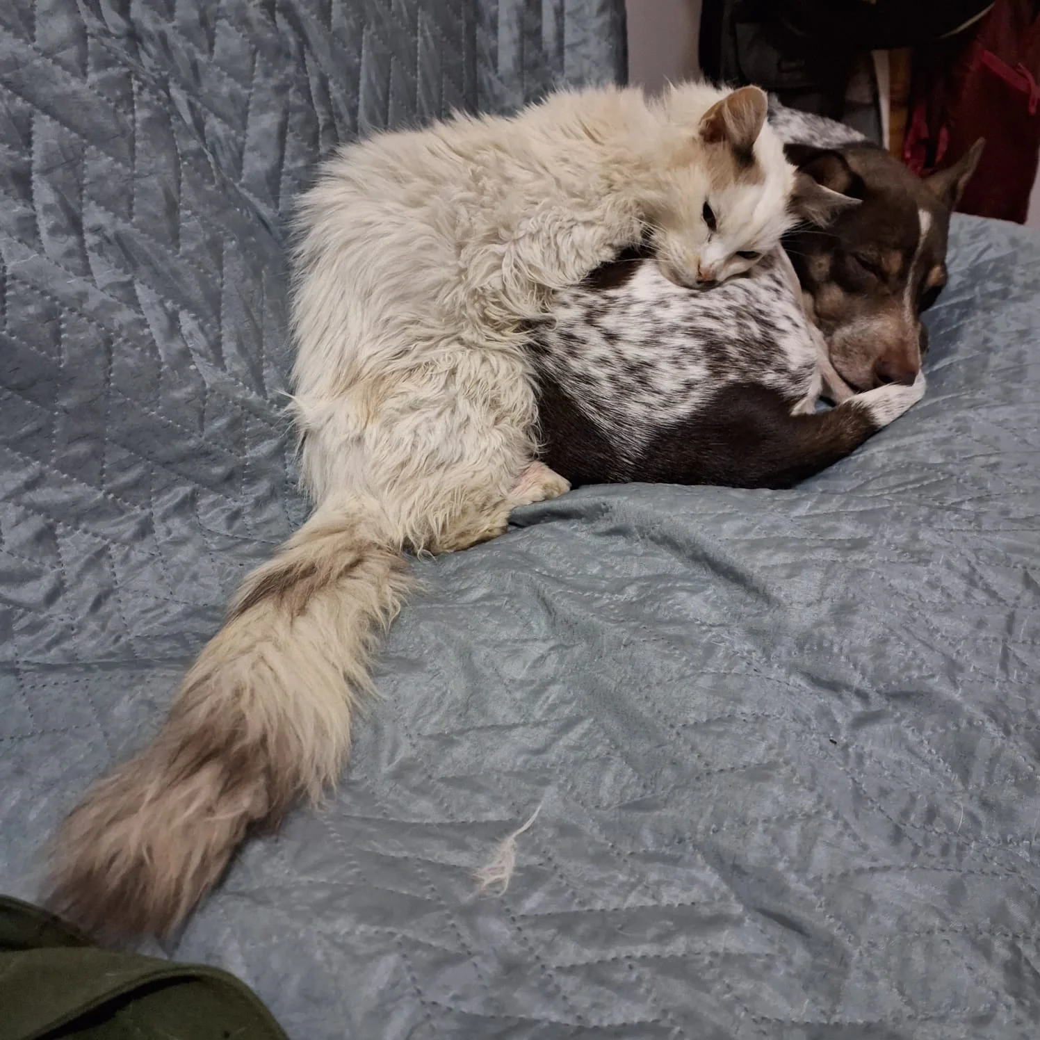 Gato branco felpudo dormindo aninhado sobre o dorso de cachorro malhado marrom e branco enrolado em manta azul.