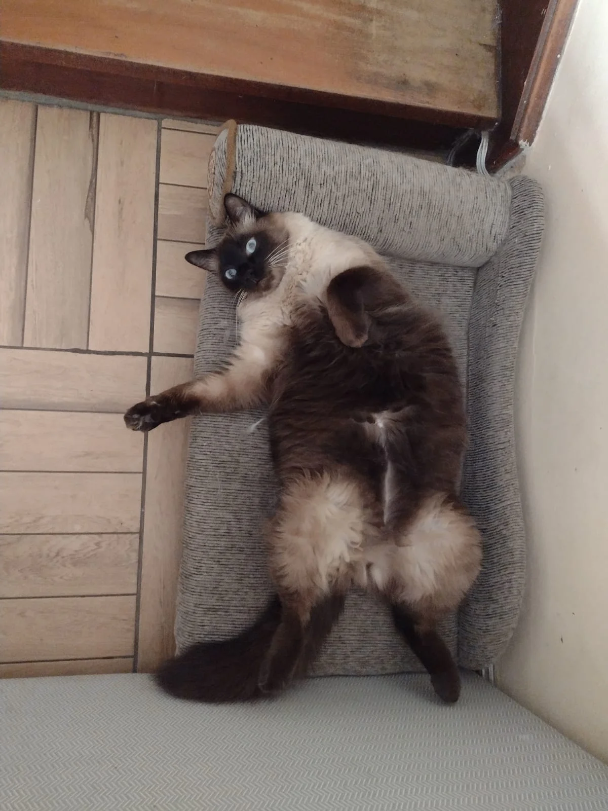 Gato siamês de olhos azuis deitado de barriga para cima com as patas relaxadas em caminha estofada cinza.